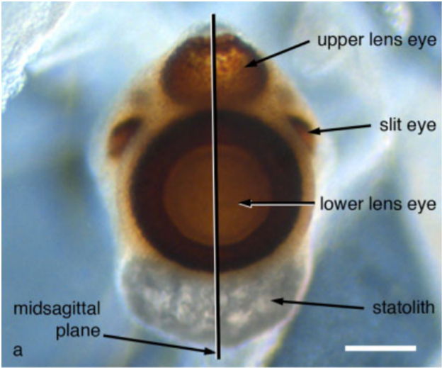 figure image